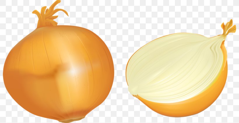 Onion Yellow Gratis, PNG, 800x421px, Onion, Data Compression, Designer, Food, Fruit Download Free
