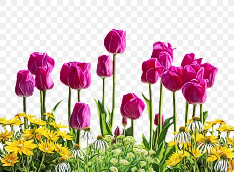 Stock Photography Flower Tulip Illustration Vector Graphics, PNG, 960x707px, Stock Photography, Anemone, Annual Plant, Botany, Bud Download Free