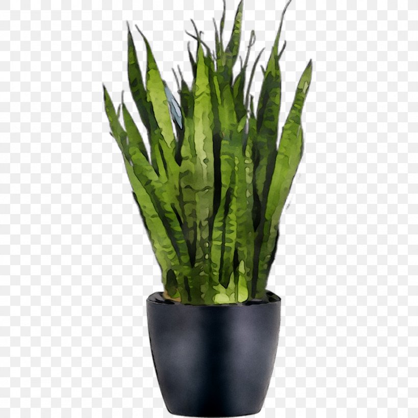 Viper's Bowstring Hemp Sansevieria Bacularis Plants Sansevieria Cylindrica Sansevieria Zeylanica, PNG, 1089x1089px, Vipers Bowstring Hemp, Aloe, Anthurium, Article, Flower Download Free