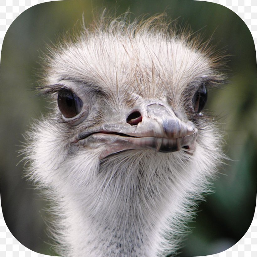 Common Ostrich Bird Horse Animal BiznesTUBE Sp. Z O.o., PNG, 1024x1024px, Common Ostrich, Animal, Beak, Bird, Close Up Download Free