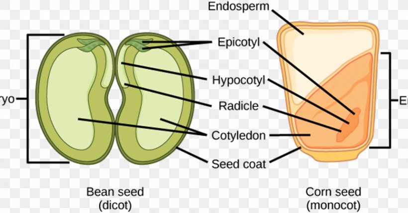 Dicotyledon Monocotyledon Embryo Seed, PNG, 861x452px, Watercolor, Cartoon, Flower, Frame, Heart Download Free