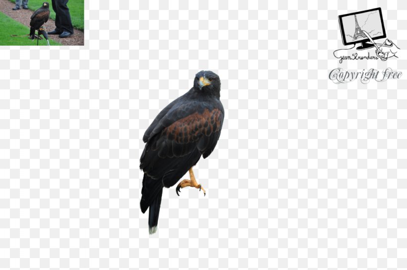 Eagle Vulture Fauna Beak, PNG, 1024x680px, Eagle, Beak, Bird, Bird Of Prey, Fauna Download Free