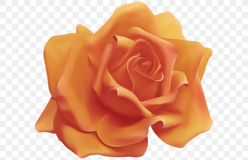 Garden Roses, PNG, 600x530px, Garden Roses, Floribunda, Flower, Hybrid Tea Rose, Orange Download Free