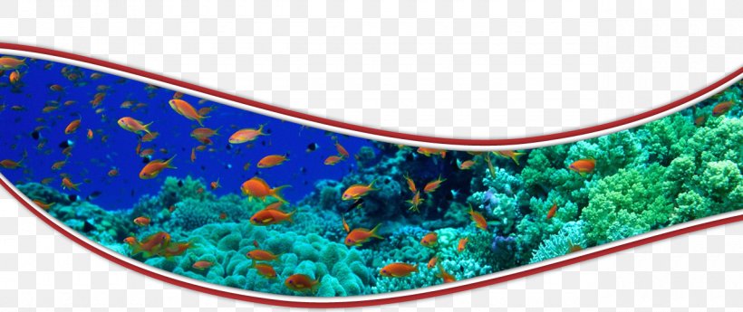 Rainbow Reef Aoyagi Masaharu Coral Reef Fish, PNG, 1280x540px, Coral Reef, Aqua, Art, Blue, Coral Download Free