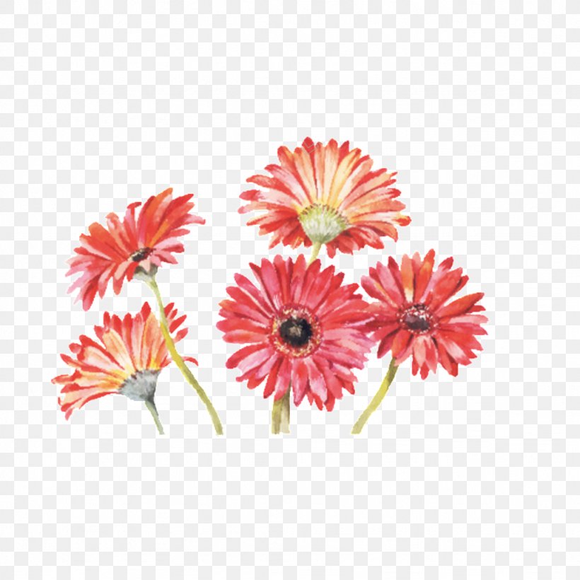 Transvaal Daisy Watercolor Painting Drawing Vector Graphics Stock Photography, PNG, 1024x1024px, Transvaal Daisy, Art, Asterales, Barberton Daisy, Chrysanths Download Free
