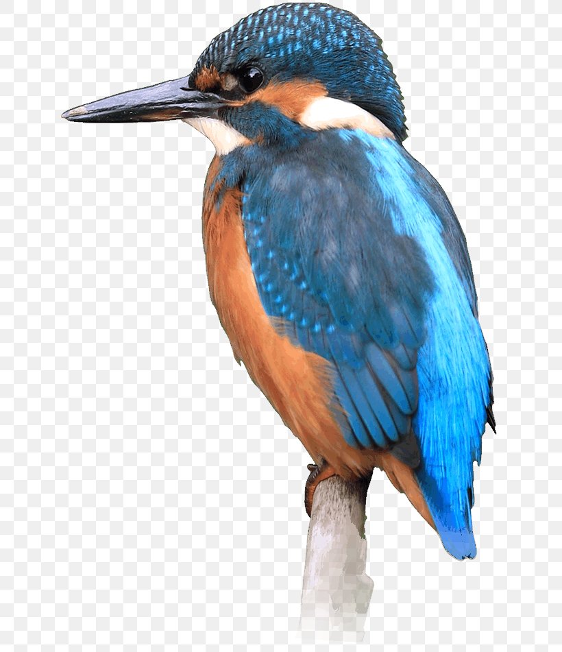 Bird Common Kingfisher Local Nature Reserve, PNG, 646x951px, Bird, Animal, Beak, Common Kingfisher, Coraciiformes Download Free