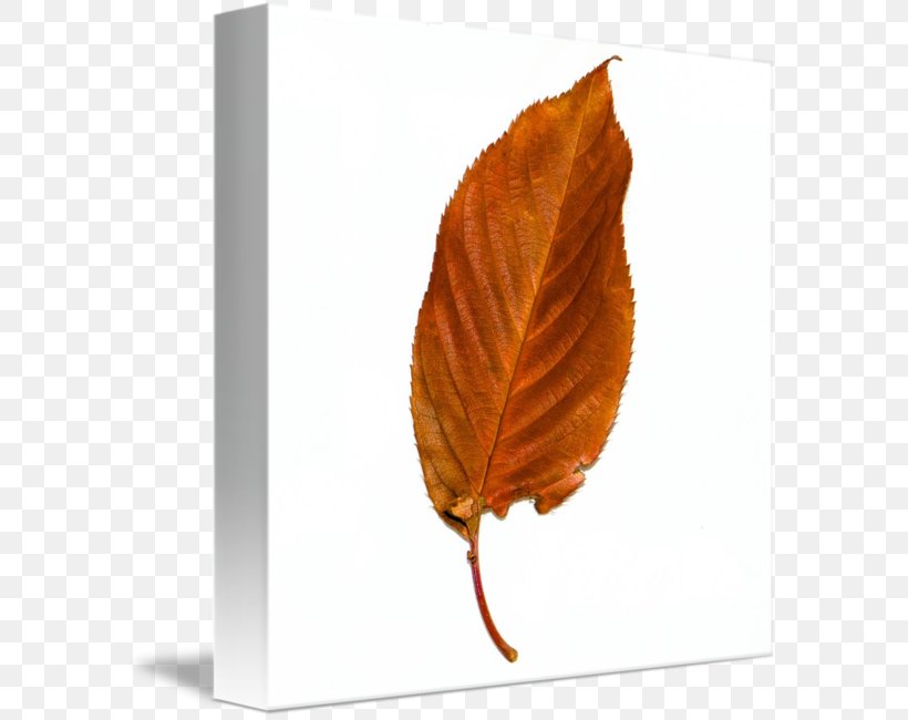 Leaf Imagekind Art Poster Canvas, PNG, 589x650px, Leaf, Art, Canvas, Imagekind, Plant Download Free