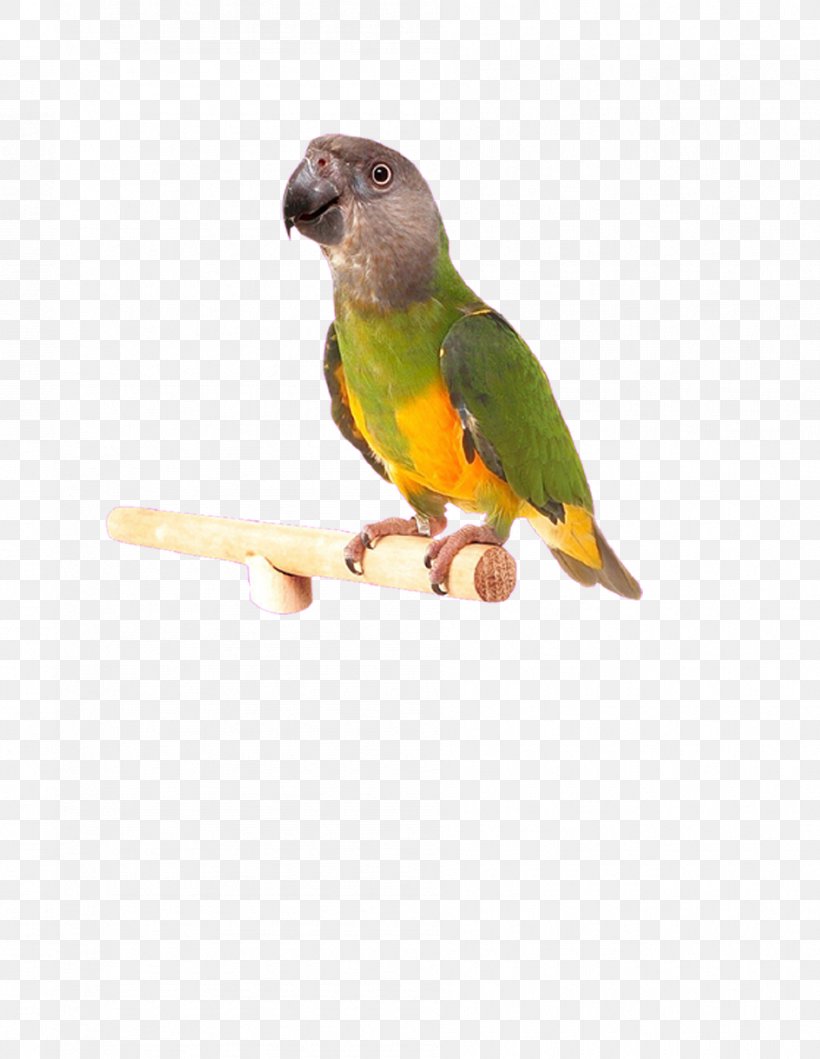 Lovebird Cockatiel Budgerigar Parakeet, PNG, 945x1221px, Bird, Aliexpress, Beak, Budgerigar, Chew Toy Download Free
