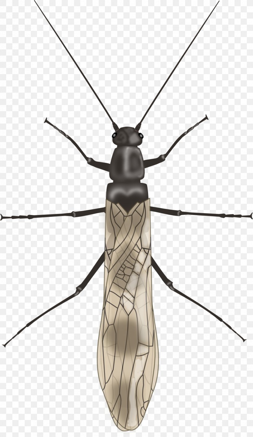 Mosquito Longhorn Beetle Net-winged Insects Fly, PNG, 967x1669px, Mosquito, Arthropod, Beetle, Fly, Insect Download Free
