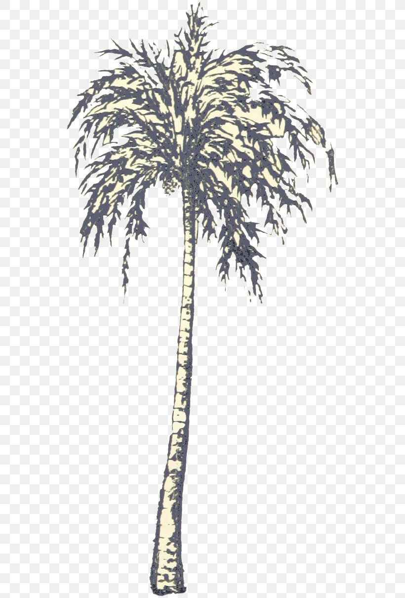 Asian Palmyra Palm Babassu Oil Palms Date Palm Palm Trees, PNG, 552x1210px, Asian Palmyra Palm, Arecales, Attalea, Attalea Speciosa, Babassu Download Free