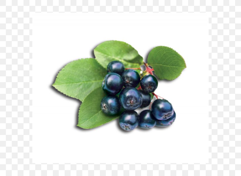 Blueberry Tea Aronia Melanocarpa Lingonberry Bilberry, PNG, 600x600px, Blueberry, Aristotelia Chilensis, Aronia Melanocarpa, Berry, Bilberry Download Free