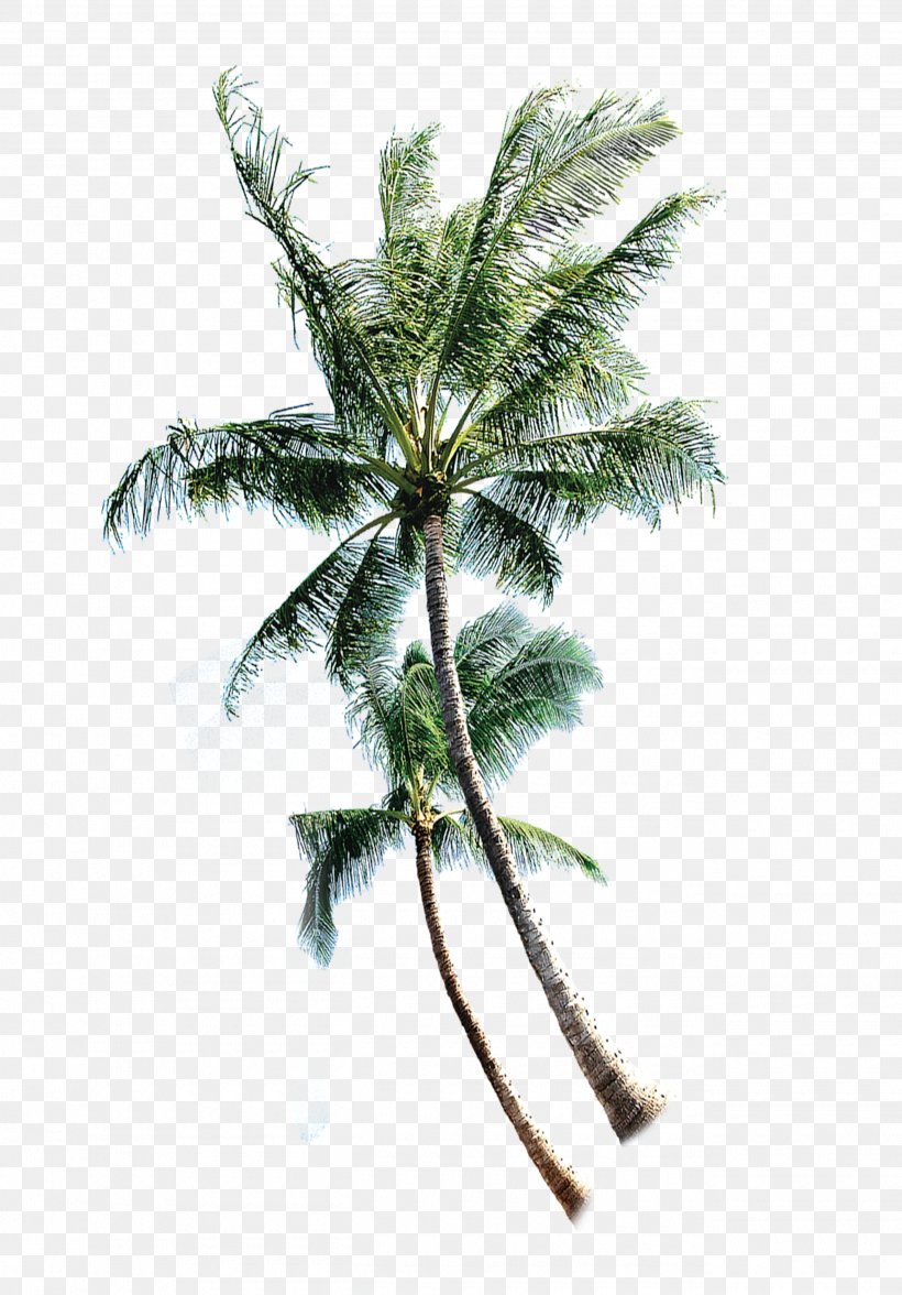 Coconut Tree Euclidean Vector, PNG, 2600x3730px, Coconut, Branch, Element, Leaf, Plant Download Free