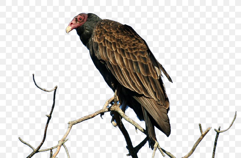 Eagle Turkey Vulture Penguin Bird Of Prey, PNG, 800x538px, Eagle, Accipitriformes, Beak, Bird, Bird Of Prey Download Free