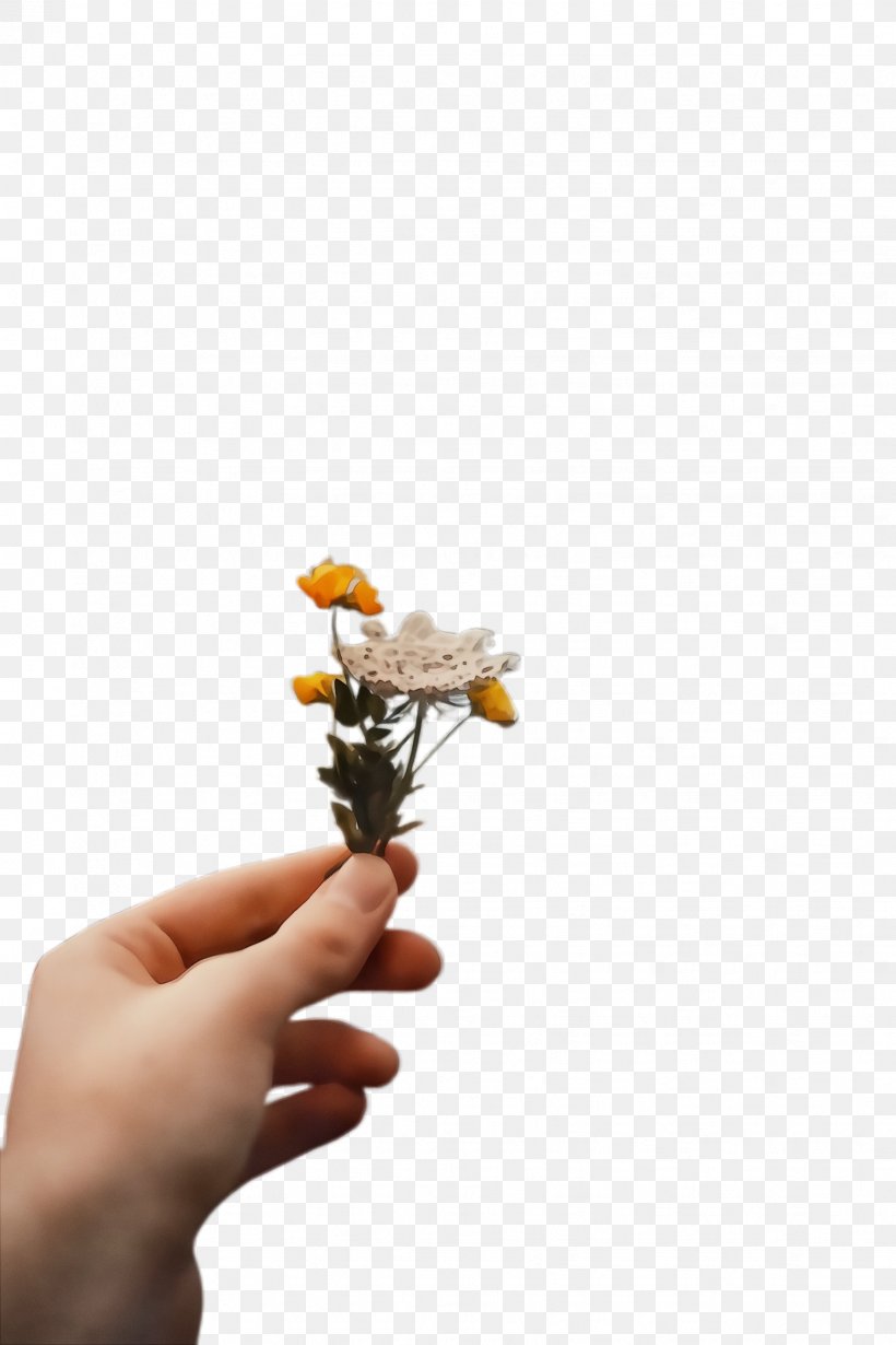 Flower Hand Yellow Plant Finger, PNG, 1632x2448px, Watercolor, Branch, Cut Flowers, Finger, Flower Download Free