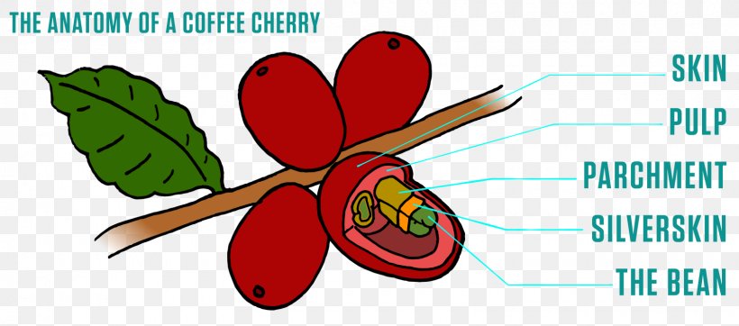 Fruit Coffee Bean Peaberry Metropolis Coffee Company, PNG, 1600x708px, Fruit, Anatomy, Butterfly, Cherry, Coffea Download Free
