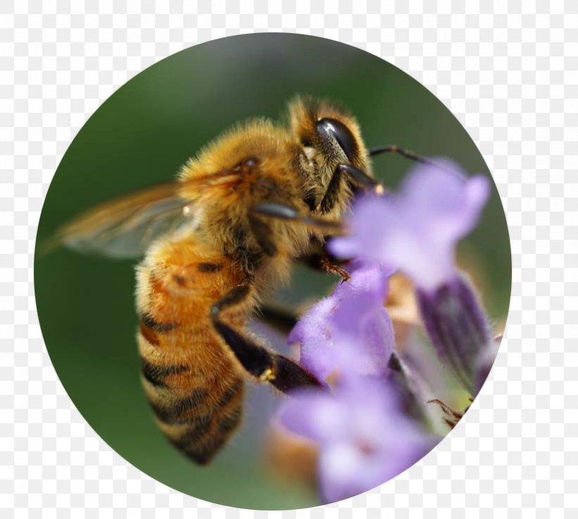 Honey Bee Bumblebee Insect Nectar, PNG, 822x738px, Honey Bee, Arthropod, Bee, Bumblebee, Camera Download Free