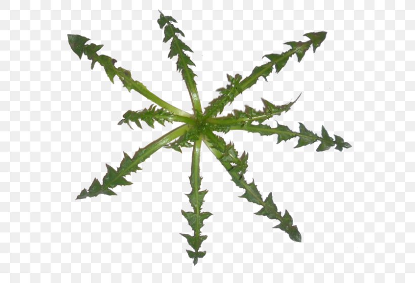 Leaf Plant Stem Fern Tree Hemp, PNG, 627x560px, Leaf, Fern, Hemp, Organism, Plant Download Free