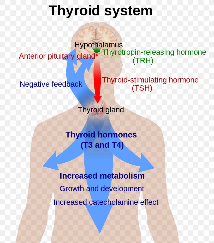 Thyroid Hormones Thyroxine Thyroid-stimulating Hormone, PNG, 800x928px, Watercolor, Cartoon, Flower, Frame, Heart Download Free
