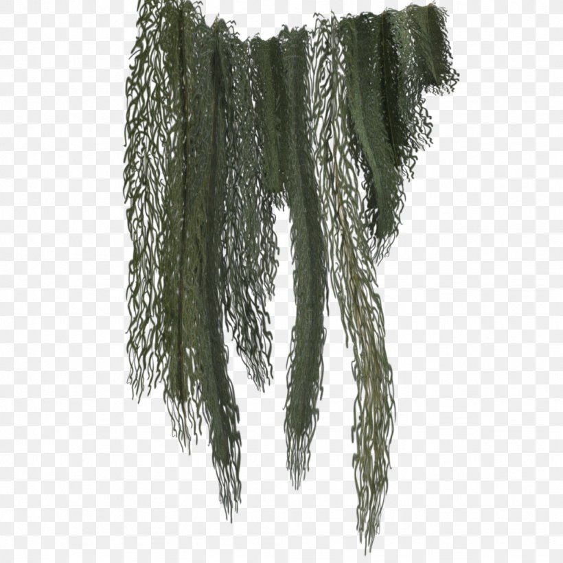 Tree Spanish Moss, PNG, 1024x1024px, Tree, Bald Cypress, Branch, Cupressus, Evergreen Download Free