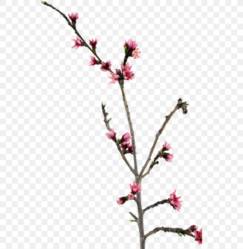 Twig Blossom Peach Plant Stem Clip Art, PNG, 545x841px, Twig, Apple, Blossom, Branch, Bud Download Free