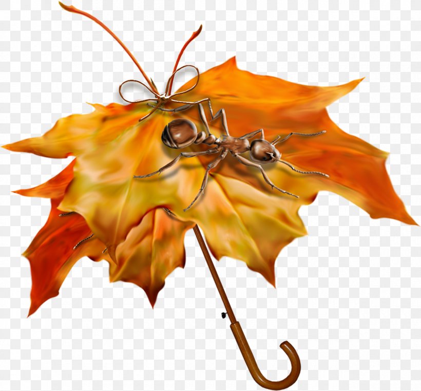 Autumn Umbrella, PNG, 1200x1114px, Autumn, Blog, Flora, Flower, Flowering Plant Download Free