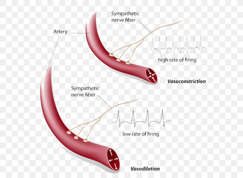 Vasoconstriction Vasodilation Hot Flash Blood Vessel Symptom, PNG, 600x600px, Watercolor, Cartoon, Flower, Frame, Heart Download Free