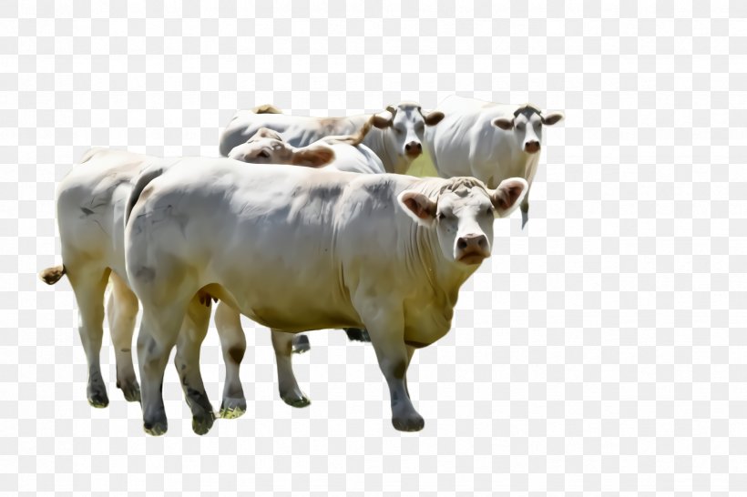 Bovine Herd Livestock Cow-goat Family Animal Figure, PNG, 2448x1632px, Bovine, Animal Figure, Bull, Cowgoat Family, Dairy Cow Download Free