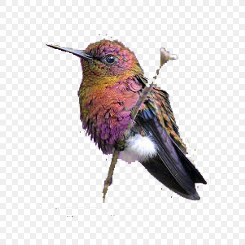 Hummingbird Blue-tailed Emerald South America Animal, PNG, 1500x1500px, Hummingbird, Animal, Annas Hummingbird, Beak, Bird Download Free
