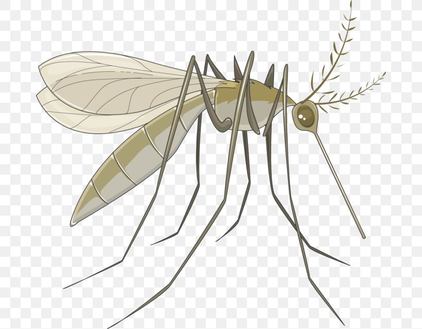 Marsh Mosquitoes Servier Pterygota Human Louse, PNG, 680x641px, Mosquito, Arthropod, Biology, Fly, Giardia Lamblia Download Free