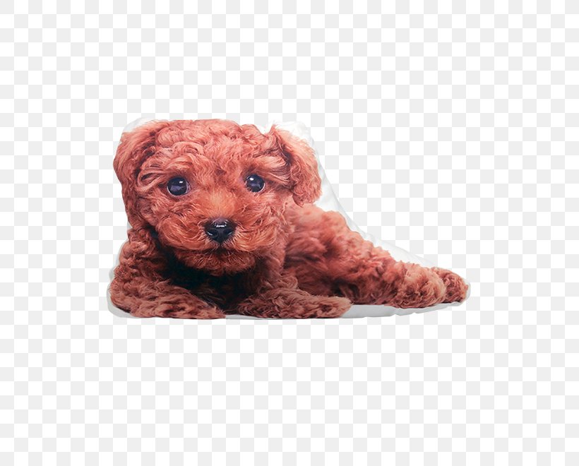 Toy Poodle Miniature Poodle Schnoodle Cockapoo Goldendoodle, PNG, 525x660px, Toy Poodle, Breed, Carnivoran, Cockapoo, Companion Dog Download Free