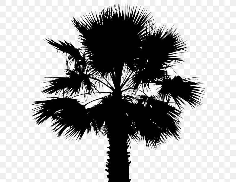 Asian Palmyra Palm Date Palm Leaf Palm Trees Silhouette, PNG, 605x630px, Asian Palmyra Palm, Arecales, Attalea Speciosa, Blackandwhite, Borassus Download Free