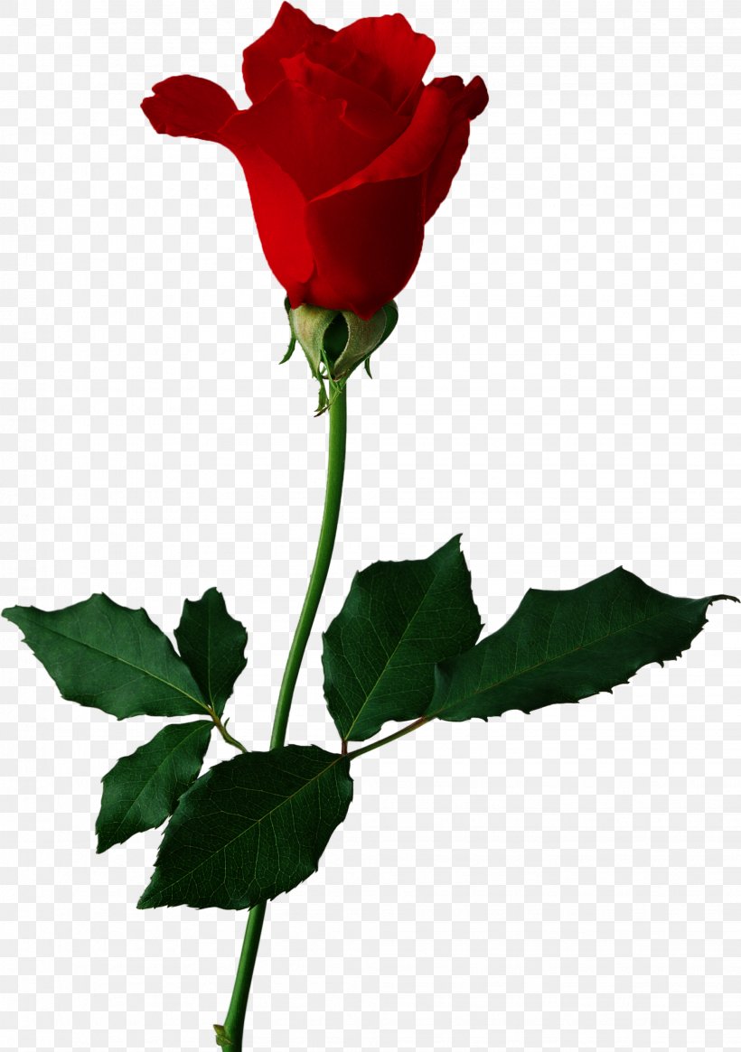 Blue Rose Flower Red Black Rose, PNG, 1953x2775px, Rose, Black Rose, Blue Rose, Bud, China Rose Download Free