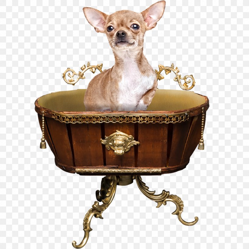 Chihuahua Dog Breed Cat Table Companion Dog, PNG, 1024x1024px, Chihuahua, Carnivoran, Cat, Cat Tree, Coffee Tables Download Free