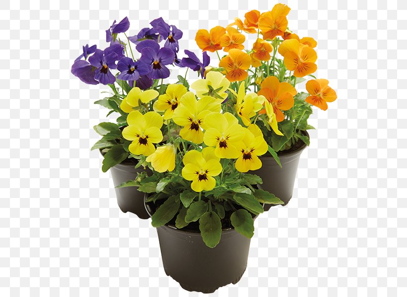 Pansy Primrose Flowerpot Annual Plant Cut Flowers, PNG, 600x600px, Pansy, Annual Plant, Cut Flowers, Flower, Flowering Plant Download Free