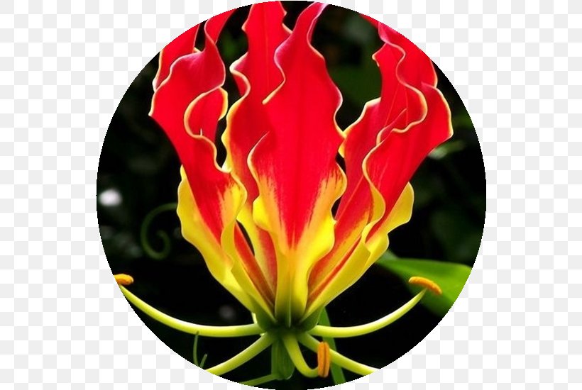 Flame Lily Seed Vine Flower Bulb, PNG, 550x550px, Flame Lily, Bulb, Butterfly Weed, Fire Lilies, Flower Download Free