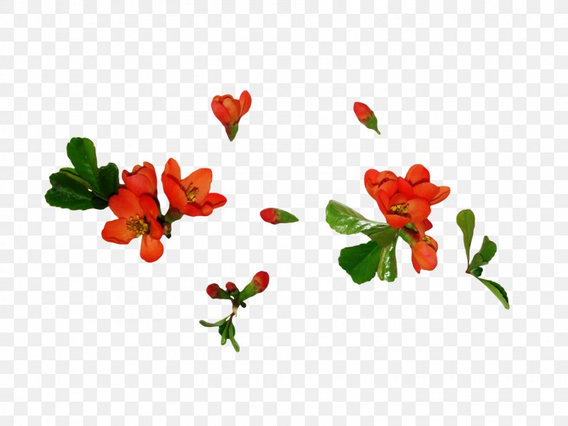 Flower Leaf Bud Clip Art, PNG, 1600x1200px, Flower, Blossom, Branch, Bud, Cut Flowers Download Free