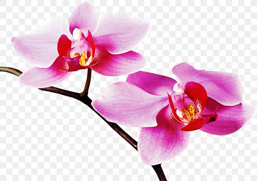 Flower Petal Moth Orchid Pink Plant, PNG, 1200x849px, Flower, Moth Orchid, Orchid, Petal, Pink Download Free