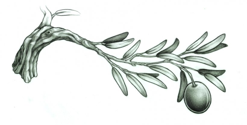 Olive Branch Tattoo Drawing, PNG, 899x457px, Olive Branch, Art, Artwork, Athena, Black And White Download Free