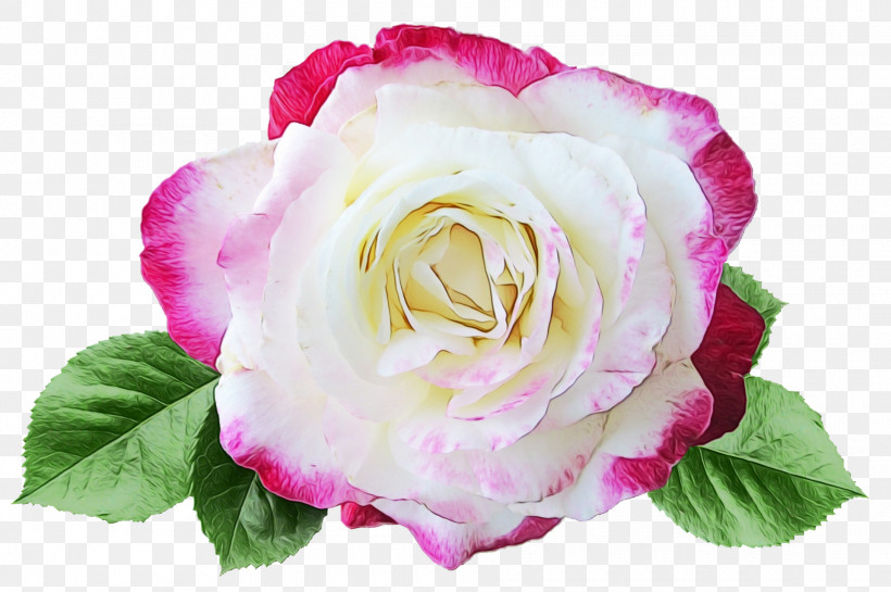 Garden Roses, PNG, 1920x1277px, Watercolor, Annual Plant, Cabbage Rose, Closeup, Cut Flowers Download Free