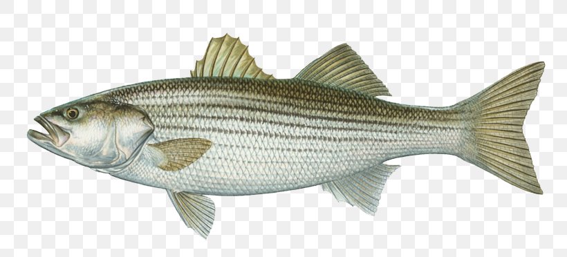 International Game Fish Association Hybrid Striped Bass Largemouth Bass, PNG, 800x372px, International Game Fish Association, Atlantic Bluefin Tuna, Barramundi, Bass, Bluefish Download Free