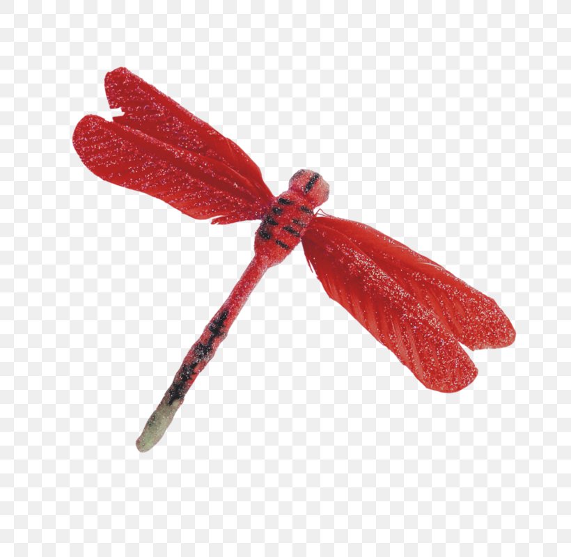 Red Dragonfly Icon, PNG, 800x800px, Red, Animal, Chart, Computer Network, Dragonfly Download Free