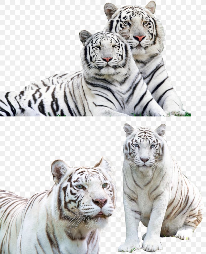 Tiger Jaguar Lion Felidae, PNG, 1459x1795px, Tiger, Animal, Atlantic Bluefin Tuna, Big Cat, Big Cats Download Free