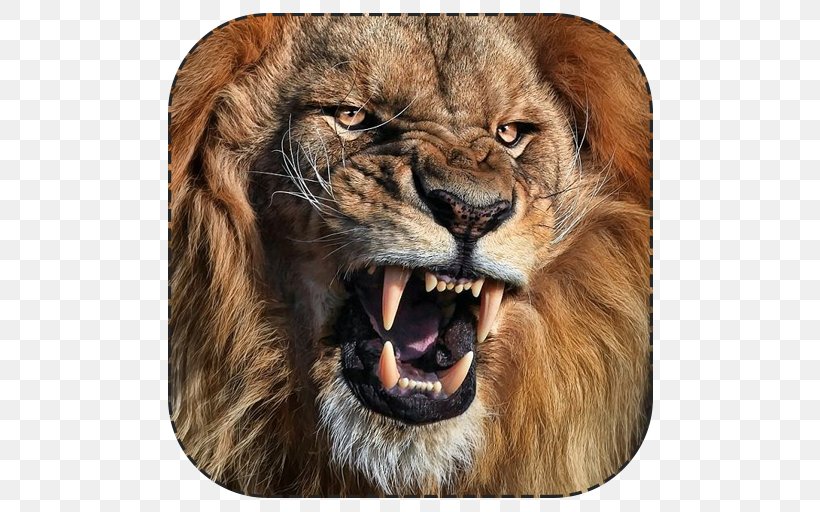 White Lion Tiger Roar Cat, PNG, 512x512px, Lion, Animal, Big Cats, Canidae, Carnivoran Download Free