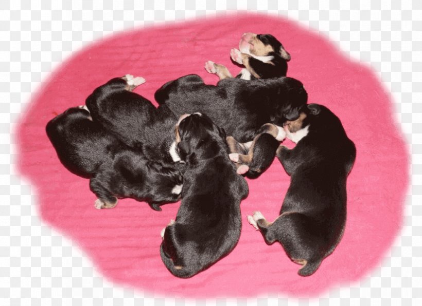 Dog Breed Puppy Crossbreed, PNG, 825x600px, Dog Breed, Breed, Carnivoran, Crossbreed, Dog Download Free
