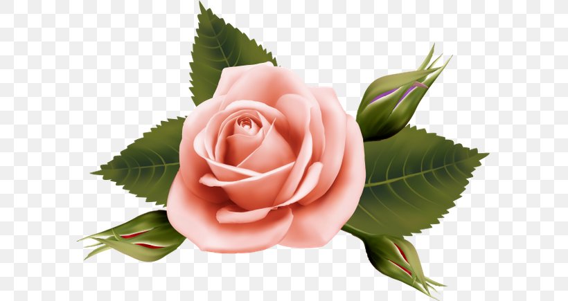Garden Roses Cabbage Rose Cut Flowers Floral Design, PNG, 600x435px, Garden Roses, Bud, Cabbage Rose, Cut Flowers, Floral Design Download Free