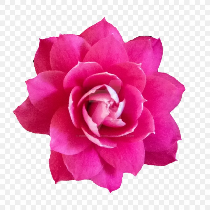 Garden Roses Cabbage Rose Pink Flowers Floribunda, PNG, 894x894px, Garden Roses, Cabbage Rose, Camellia, Camera, China Rose Download Free