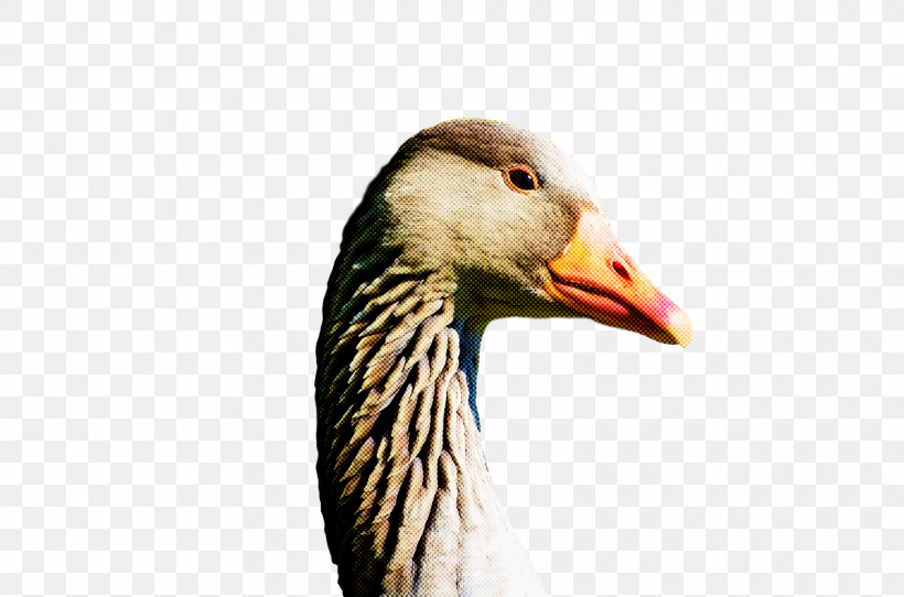 Goose Wild Animal, PNG, 1920x1270px, Goose, Animal, Beak, Bird, Duck Download Free