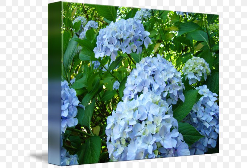Hydrangea Serrata Blue Shrub Lilac Plant, PNG, 650x560px, Hydrangea Serrata, Annual Plant, Blue, Cornales, Delphinium Download Free
