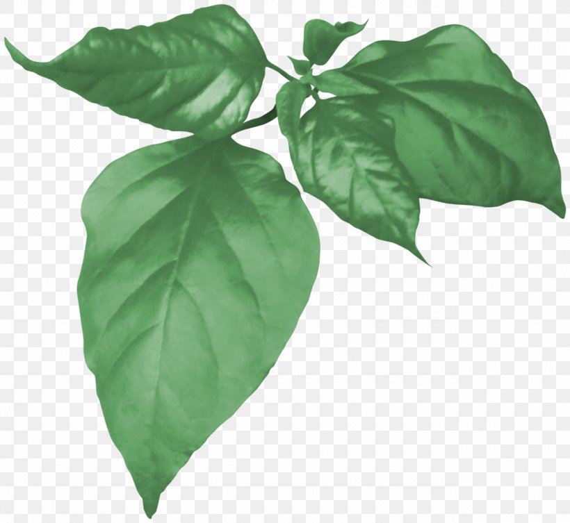 Painting Drawing Plant Leaf Red, PNG, 1280x1176px, Painting, Basil, Brown, Drawing, Herb Download Free