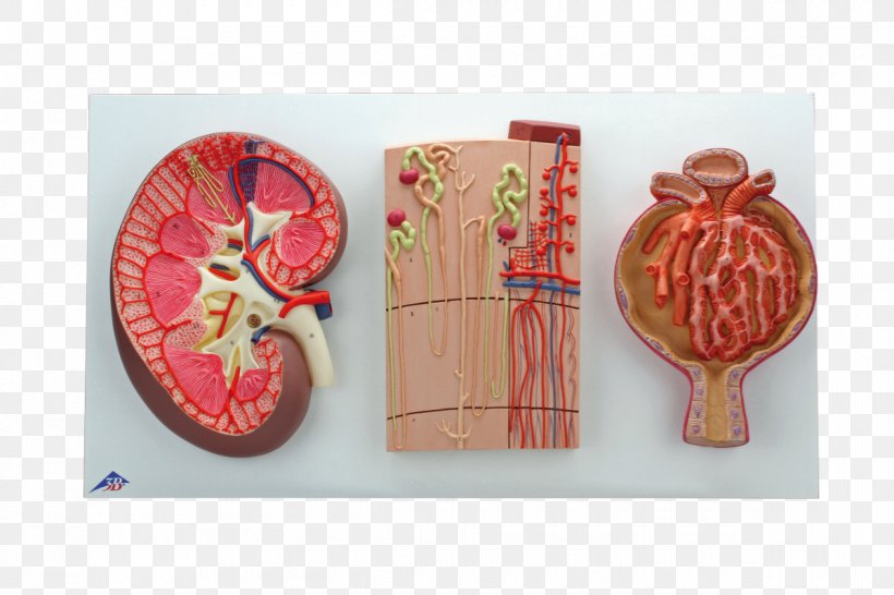 Paper Kidney Nephron Mouth Tooth, PNG, 1200x800px, Paper, Anatomy, Capsule, Foam, Kidney Download Free